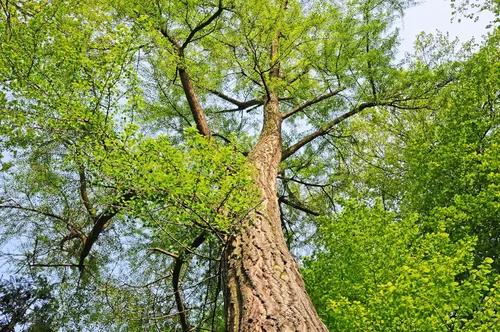 Vista 8 de 10 semillas de hierba de fruta de naranja de otoño de Ginkgo BILOBA árbol de culantrillo amarillo