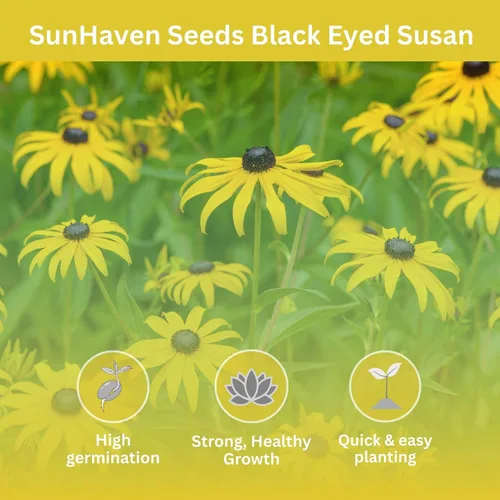 Vista 3 de Black Eyed Susan Seeds – Más de 100.000 semillas – Paquete resellable extra grande de 1 onza – Semillas de flores silvestres Rudbeckia hirta sin OMG