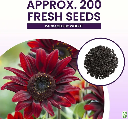 Vista 3 de Semillas de Girasol Chocolate Cherry para Plantar - Reliquia y Sin OGM - Paquete Grande de 200 Semillas de Girasol para Plantar en tu Jardín Casero