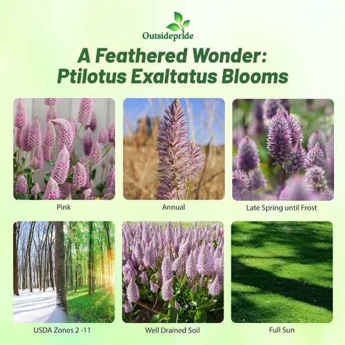 Vista 2 de Outsidepride 10 semillas anuales Ptilotus Exaltatus Joey Garden Flower Seeds para plantar