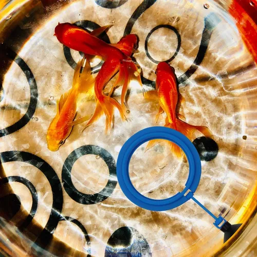 Vista 4 de Anillo de alimentación de peces Círculo flotante de alimentador de alimentos con ventosa acuario fácil de instalar (redondo)