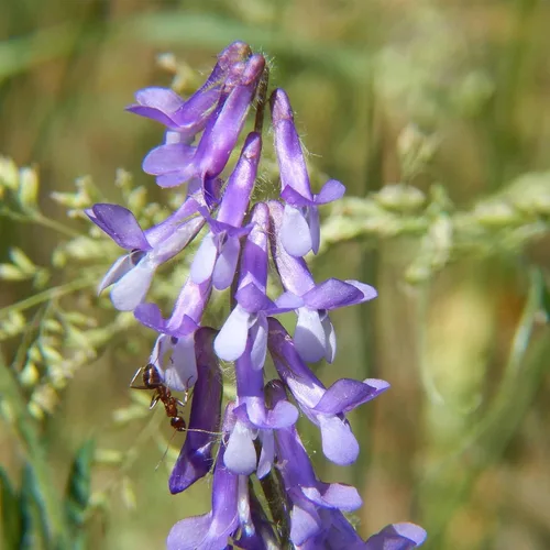 Vista 4 de Hairy Vetch - Semillas de cultivo de cobertura de invierno, 1 libra, cubierta de leguminosas de campo y pasto Pasture Legume Cover Crop Seed