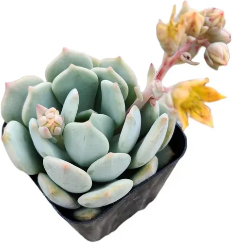 Vista 19 de Plantas de cactus suculentas vivas de USKC (maceta de 2 pulgadas) (Adromischus Maculatus)