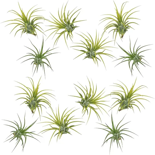 Vista 15 de ragnaroc Plantas de aire – Druida Tillandsia Ionantha, Regular 2-3 pulgadas – 3 ct – Llegada viva garantizada – Plantas de interior para decoración