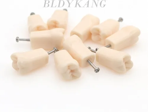 Vista 7 de Bulunde - 10 piezas de dientes de práctica dental Typodont Modelo de estudio individual de repuesto para estudiantes, enseñanza de relleno
