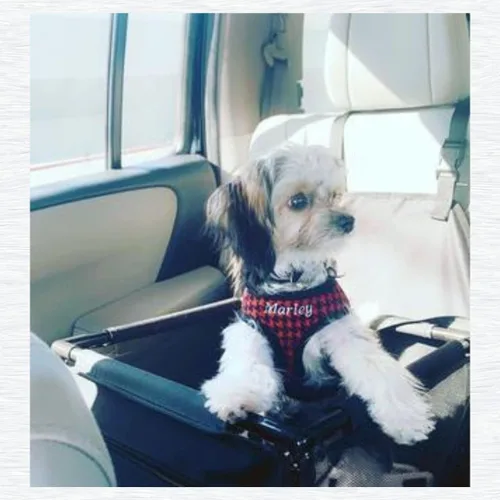 Vista 7 de Arnés personalizado para perro con nombre bordado de mascota, arnés para perro de pata de gallo, chaleco acolchado suave ajustable para perros Negro