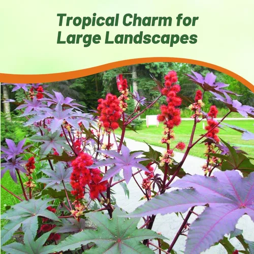 Vista 6 de Outsidepride Gibsonii Semillas de ricino – 50 semillas anuales de flores tropicales de crecimiento rápido para plantar follaje vibrante y flores
