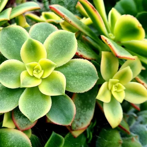 Vista 2 de Green Aeonium - Planta viva suculenta en maceta de 4 pulgadas, planta viva suculenta de roseta para cultivo en interiores y exteriores