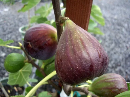 Vista 2 de Higuera olímpica - 3 plantas de inicio vivo - Ficus Carica - Árbol frutal comestible para el patio y el jardín