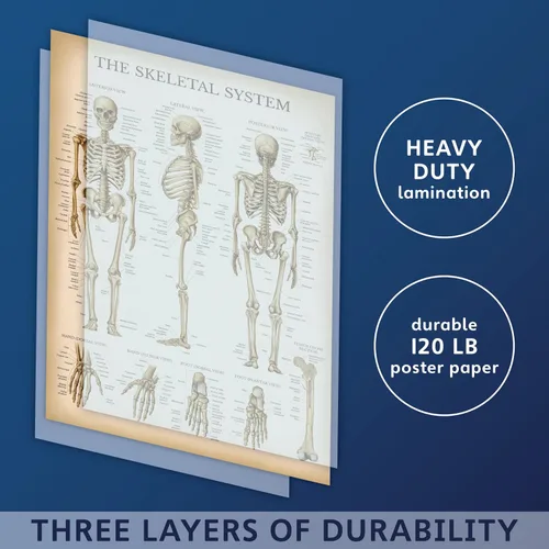 Vista 7 de Palace Learning Cuadro anatómico del sistema esquelético vintage, póster de anatomía de esqueleto humano (laminado, 18 x 24 pulgadas)