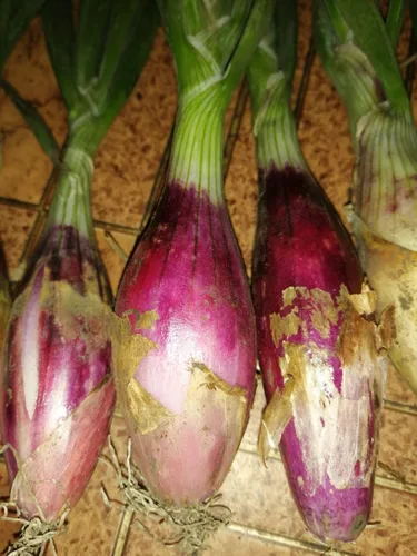 Vista 2 de Semillas de cebolla de chalota roja vegetal sin OMG para plantar