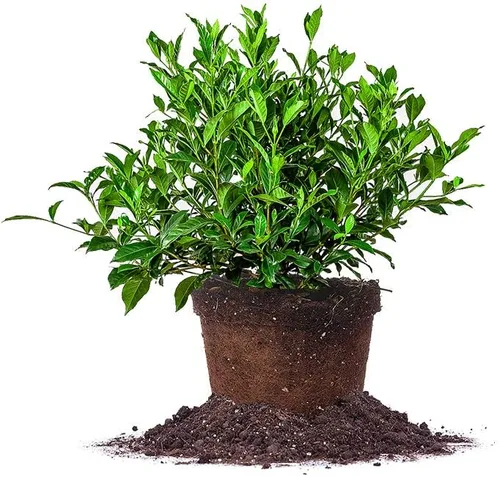 Vista 14 de Planta viva resistente a las heladas Gardenia de Perfect Plants, maceta de 1 galón Gardenia a prueba de heladas