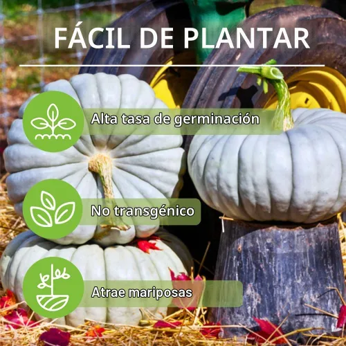 Vista 3 de Más de 10 semillas de verduras de calabaza para plantar al aire libre reliquia sin OMG