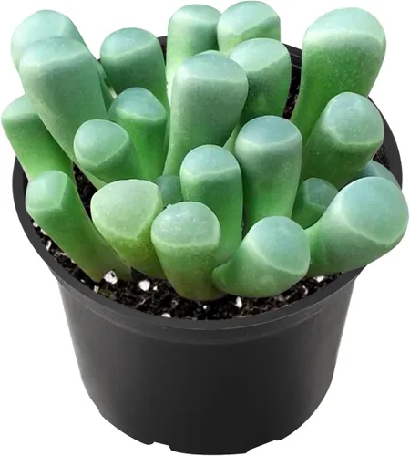 Vista 7 de Plantas suculentas vivas de 2 pulgadas, cactus con cono de pino, mini suculentas en maceta, planta de interior de fácil cuidado, regalos únicos
