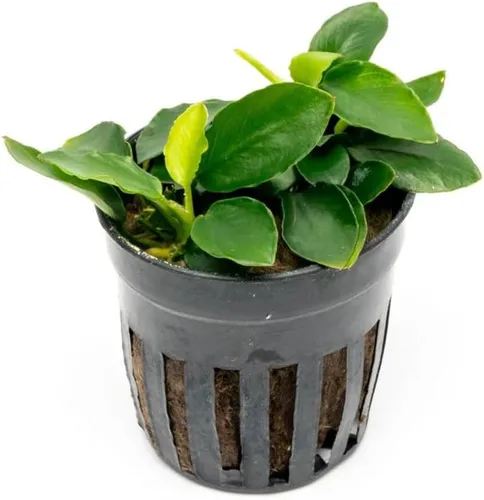 Vista 16 de SubstrateSource Plantas vivas – Anubias Hastifolia (Anubias hastifolia) – Luz baja a moderada, hojas en forma de flecha de color verde medio a