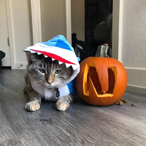 Vista 2 de NACOCO Disfraz de tiburón para perro, ropa para mascotas, abrigo de vacaciones de Halloween, sudadera con capucha para gatos y perros (azul, XS)