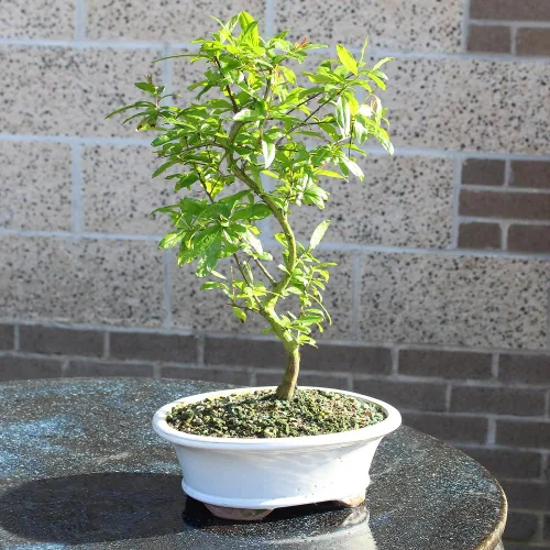 Vista 8 de Árbol bonsai vivo enano de granada de Brussel's Bonsai - Grande, 6 años, 12 a 16 pulgadas de alto - Árbol bonsai vivo para exteriores con maceta