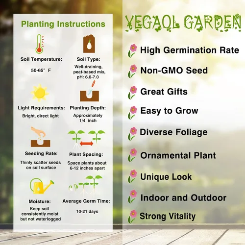 Vista 6 de YEGAOL Garden - 50 semillas de pensamiento de mariposa azul para plantar resistencia al frío, flores de jardín perennes para camas, fronteras