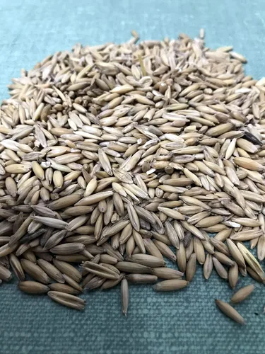 Vista 3 de Semillas de avena 1 libra (más de 3000 semillas) - Gato, perro, mascotas - Semillas de hierba de avena