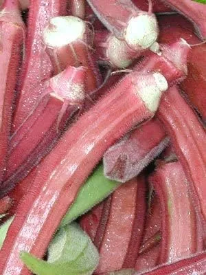 Vista 5 de Okra Red Borgoña Great Heirloom Vegetable By Seed Kingdom Bulk Semillas de 1 libra