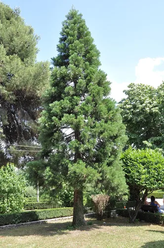 Vista 5 de Plantón pequeño de secoya gigante (sequoiadendron giganteum)