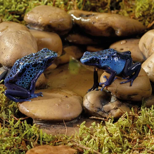 Vista 2 de Exo Terra Estanque de ranas, fuente de agua de terrario de anfibios, grande