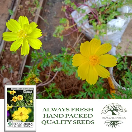 Vista 4 de Semillas de flores de cosmos enano de azufre "amarillo limón" para plantar, más de 100 semillas de reliquia por paquete, semillas sin OMG
