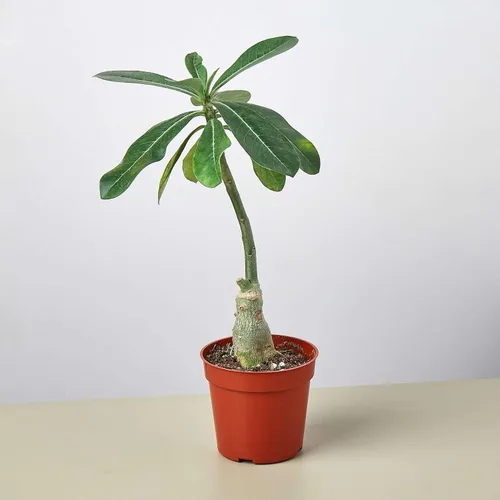 Vista 8 de Succulent Elephant Bush - Planta viva Plantas de interior en maceta de 4 Suculento Elefante Arbusto