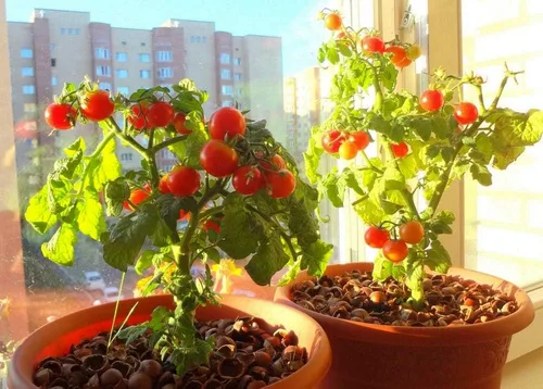 Vista 4 de Semillas de tomates cherry de arbusto enano para plantar alrededor de 20 semillas de tomate
