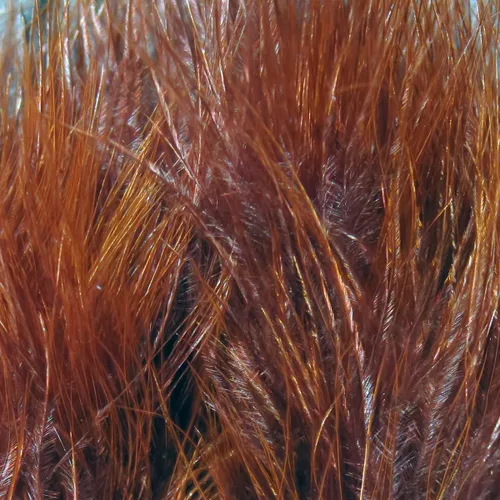 Vista 31 de Hareline Marabou Strung Blood Quills 1 OZ Paquete