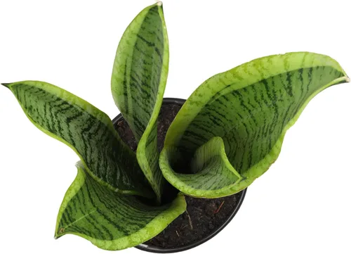 Vista 5 de Plants for Pets - Planta de serpiente viva con maceta blanca decorativa, suculentas Sansevieria Trifasciata Laurentii, plantas