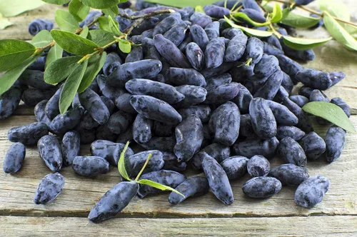 Vista 4 de 30 HONEYBERRY Blue Honeysuckle Lonicera Caerulea Edible Fruit Shrub Seeds