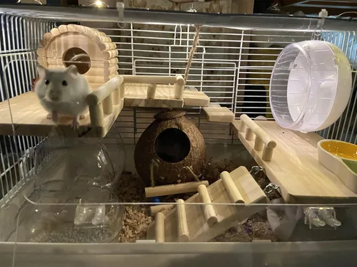 Vista 4 de Plataforma de madera con escalera, estructura de actividad para mascotas, pájaro, chinchilla, conejillo de indias, hámster, accesorios de jaula