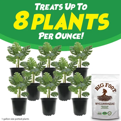 Vista 5 de Big Foot Hongos micorrícicos granulares para trasplantes - para todas las plantas - Estimulador de raíces fácil de usar - Trata 1200 plantas