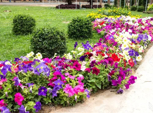 Vista 2 de Más de 300 semillas de petunia enana colgantes, color arcoíris mixto, bonsái, flores de grandiflora, semillas de reliquia, sin OMG, para interiores