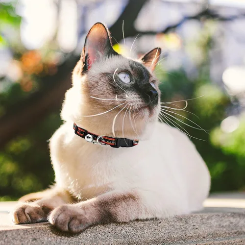 Vista 8 de Collar de gato NFL Arizona Cardinals de raso Collar de equipo de fútbol americano para perros y gatos. Un collar de gato brillante y colorido