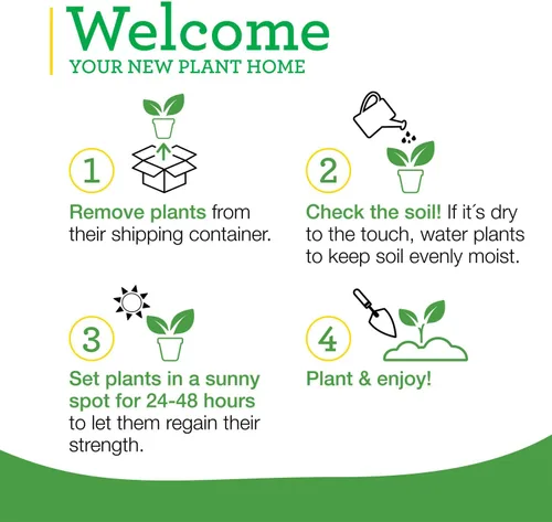 Vista 9 de Bonnie Plants Tomillo Inglés 19.3 oz. Paquete de 4