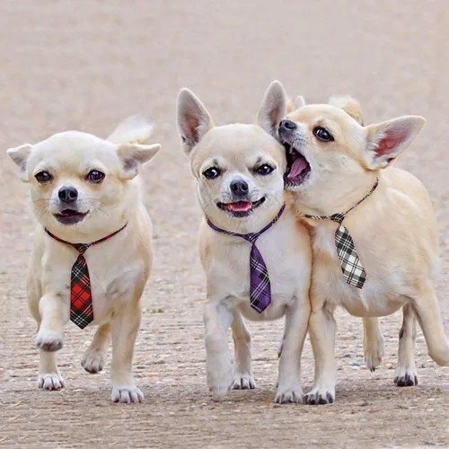 Vista 6 de Segarty Corbatas para perros grandes, corbata para el cuello de mascotas, con cuello ajustable, corbatines a granel, corbatines a granel, accesorios