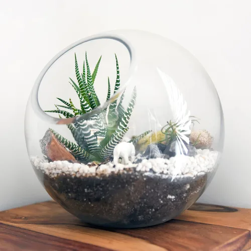 Vista 9 de Zerodeko 3 piezas de terrario de vidrio globo tazón terrario floral contenedor de burbujas transparentes plantador hidroponía maceta de vidrio