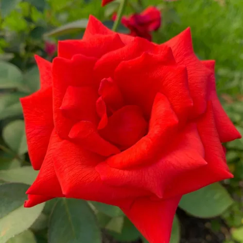 Vista 8 de Arbustos de rosas blancas cremosas listas para plantar, rosas trepadoras, plantas vivas fragantes, 6-8 pulgadas de alto en maceta, floración durante
