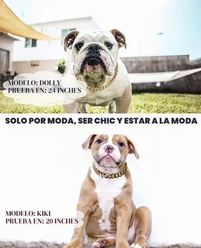 Vista 3 de Collar de perro de eslabones cubanos – Collar de perro de cadena dorada de metal ligero de 3/4 pulgadas de ancho, lindos accesorios de joyería