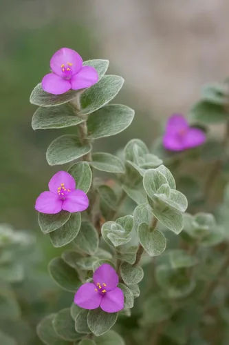 Vista 3 de 4 esquejes judíos errantes blancos de terciopelo para crecer - Tradescantia Sillamontana, telaraña de telaraña