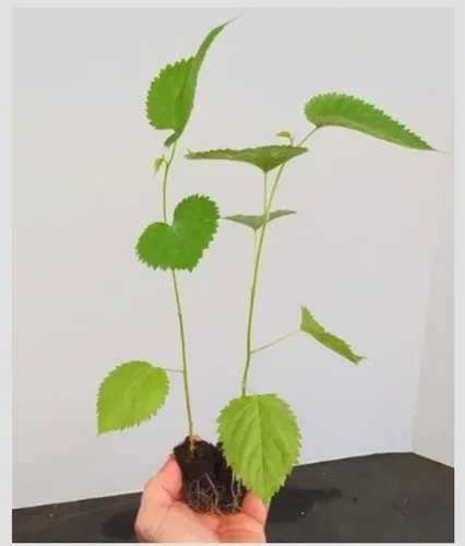 Vista 2 de 2 árboles frutales de morera de Pakistán - Juego de plantas de inicio de 6 a 8 pulgadas