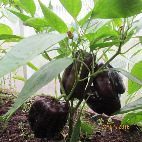 Vista 6 de Semillas de caballo negro de pimiento dulce vegetal heredero para plantar semillas gigantes sin OMG 30
