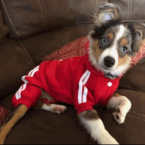 Vista 6 de Traje para mascotas – Lindo suéter con capucha para perro, ropa de invierno, pijama de 4 patas, rojo para cachorros, perros pequeños, medianos