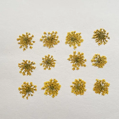 Vista 2 de Ammi majus - Paquete de 100 flores secas prensadas naturales para hacer joyas de resina, fabricación de jabón y velas, álbumes de recortes DIY