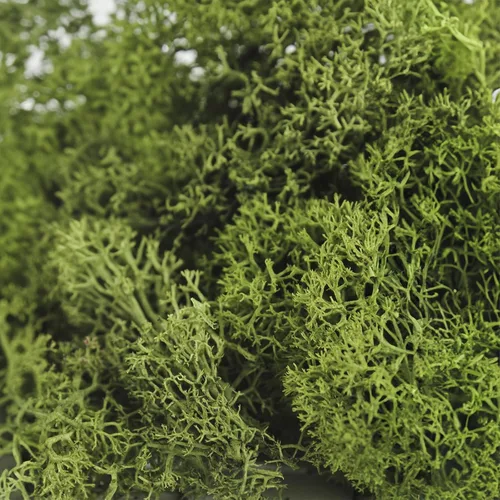 Vista 3 de SuperMoss 25155 Musgo de renos preservado B01C5RTUIS, 3 libras, albahaca