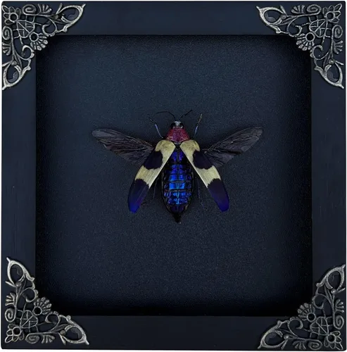Vista 91 de 2 Real Dragonfly Specimens Shadow Box Framed Insect Display Oddities Curiosities Entomology Collection Natural History Wall Decor Gift for Nature