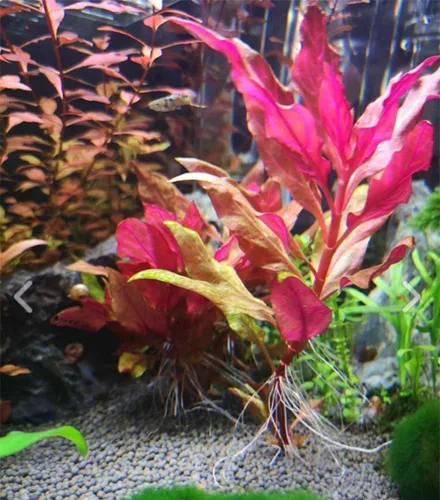 Vista 2 de Alternanthera Rosaefolia - Planta de acuario vivo en maceta, decoración tropical de agua dulce