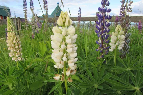 Vista 9 de Semillas Lupine Blanco Gigantes Flores Perennes No OGM